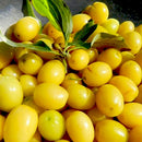 Geltonžiedė Sedula Jantarnyj-2