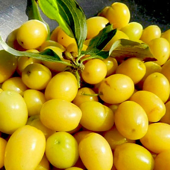 Geltonžiedė Sedula Jantarnyj