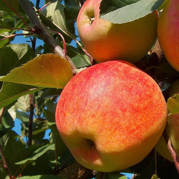 Žieminė obelis Šampion