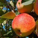 Žieminė obelis Šampion (vazone)-1