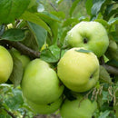 Rudeninė obelis Paprastasis antaninis-1