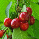 Trešnė Regina (vazone)-1