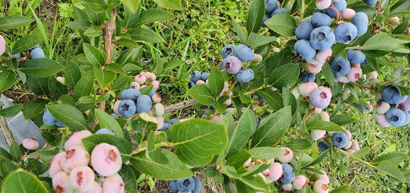 Šilauogė Duke Background