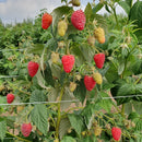 Remontantinės avietės (pakuotė 5 vnt. + 1 vnt. dovanų)-15