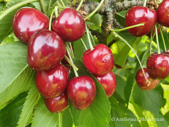 Trešnė Kordia (vazone)