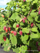 Vasarinė avietė Przehyba (pakuotė 5 vnt. + 1 vnt. dovanų)-9