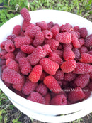 Vasarinė avietė Przehyba (pakuotė 5 vnt. + 1 vnt. dovanų)-10