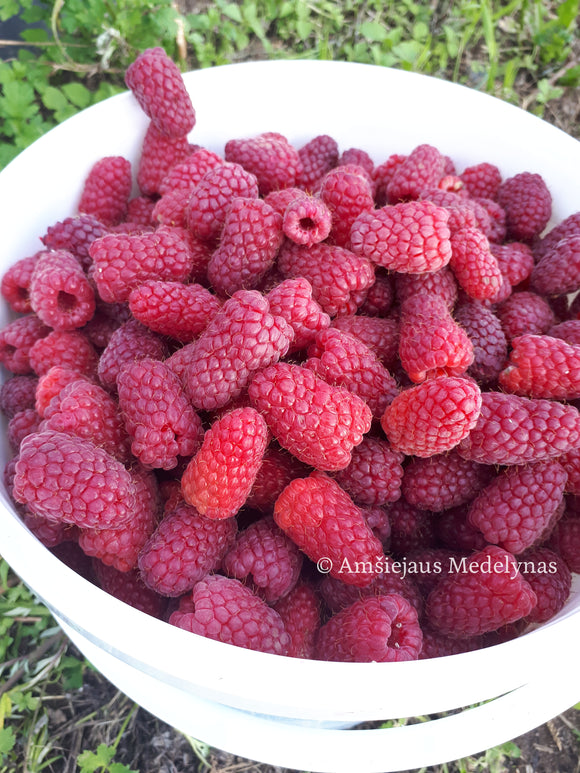 Vasarinė avietė Przehyba (pakuotė 5 vnt. + 1 vnt. dovanų)