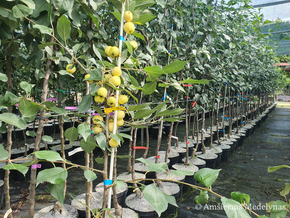 Rojaus obelis Butterball (vazone)