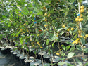 Rojaus obelis Butterball (vazone)