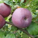 Žieminė obelis Belaruskaja Sladkaja (vazone)-2