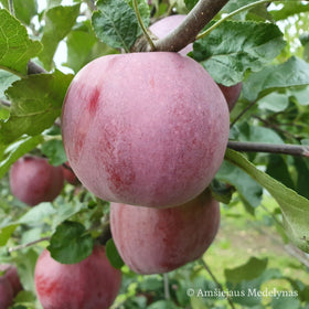 Žieminė obelis Belaruskaja Sladkaja (vazone)
