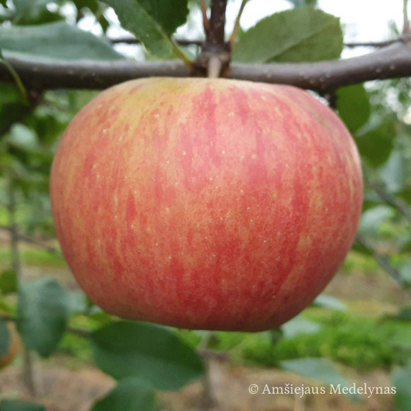 Žieminė obelis Šampion (vazone)