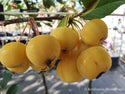 Rojaus obelis Butterball (vazone)
