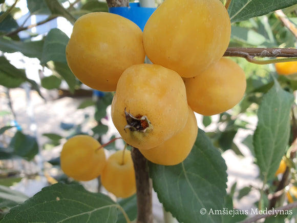 Rojaus obelis Butterball (vazone)