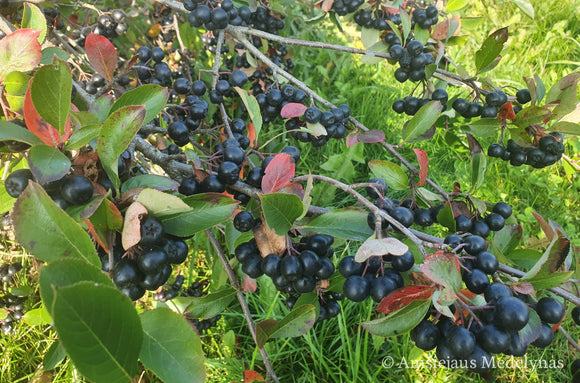 Aronija Viking Background