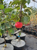 Koloninė obelis Šarlotė (vazone)-2