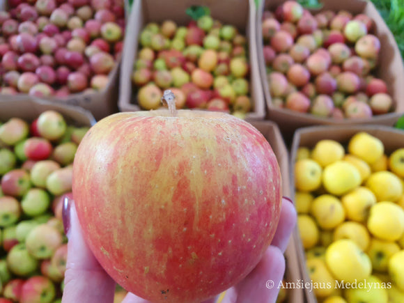Žieminė obelis Šampion