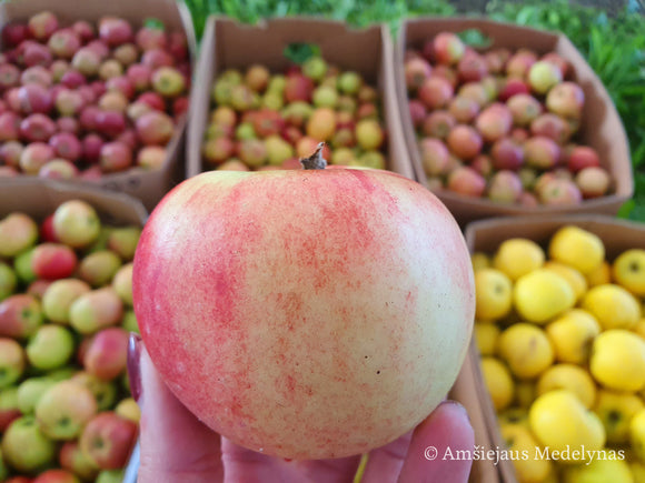 Rudeninė obelis Delikates