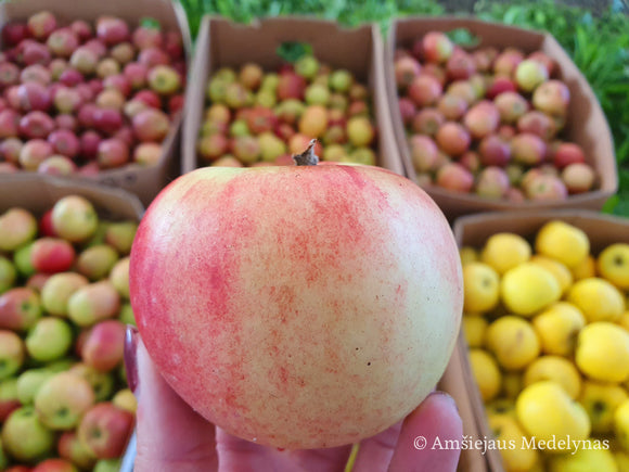 Rudeninė obelis Delikates (vazone)