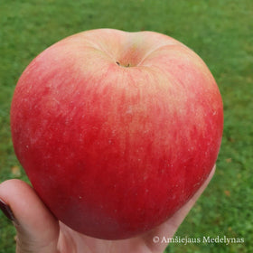 Koloninė obelis Šarlotė (vazone)