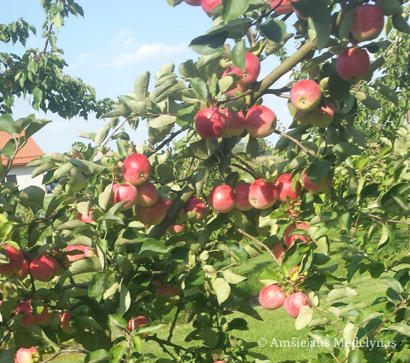 Vasarinė obelis Piros