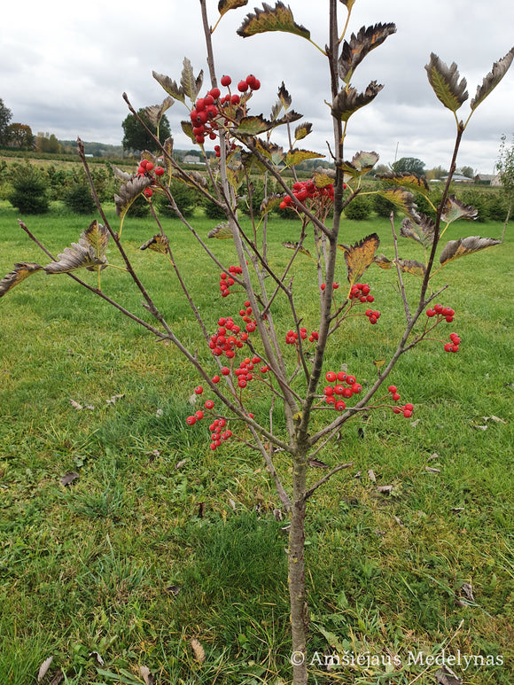 Švediškas šermukšnis Intermedia (vazone)