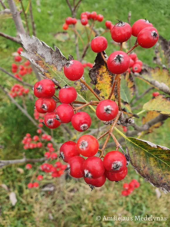 Švediškas šermukšnis Intermedia (vazone)
