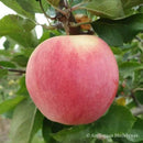 Rudeninė obelis Delikates (vazone)-1