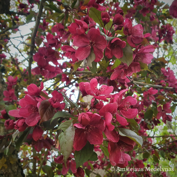 Rojaus obelis Rojalty