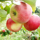 Rudeninė obelis Auksis (vazone)-1