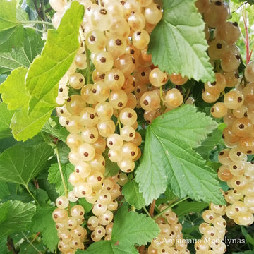 Baltasis serbentas Juteborg (kamieninis) vazone