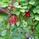 Kininis citrinvytis-2