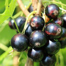 Juodasis serbentas Tihope (krūmo forma) iš grunto-1