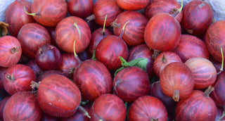 Agrastas Hinnonmaki Rot Background