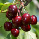 Trešnė Lapins (vazone)-1