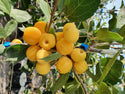 Rojaus obelis Butterball Background