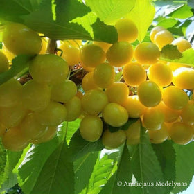 Trešnė Drogano Geltonoji (vazone)