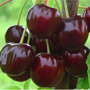 Trešnė Burlat (vazone)-1