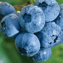 Šilauogė Bluecrop (trimetė)-1