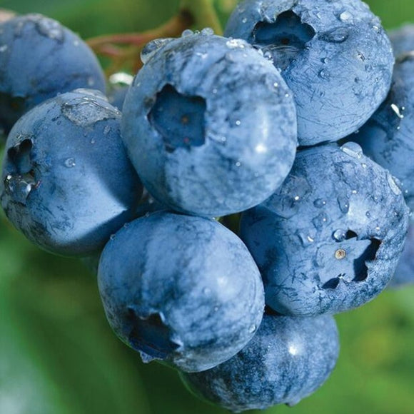 Šilauogė Bluecrop (trimetė)