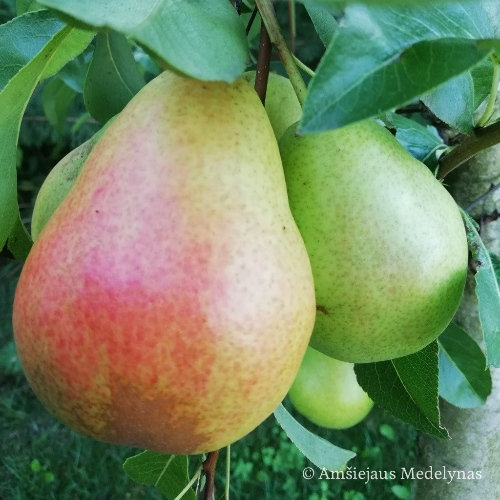 Vasarinės Kriaušės