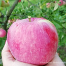 Obelis Konfetnoje (vazone)-1