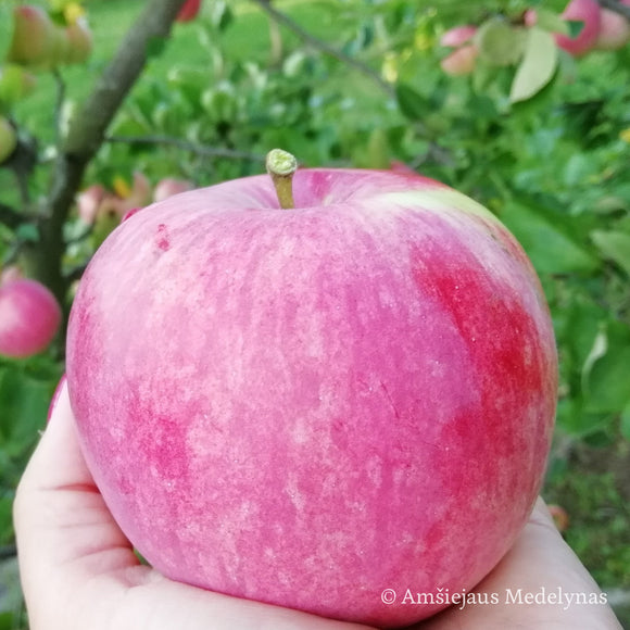 Obelis Konfetnoje (vazone)