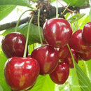 Trešnė Kordia (vazone)-1