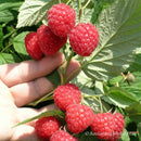 Vasarinė avietė Glen Ample (5 vnt. +1 dovanų)-1