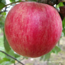 Vasarinė obelis Piros-4