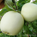 Baltasis Alyvinis obelis