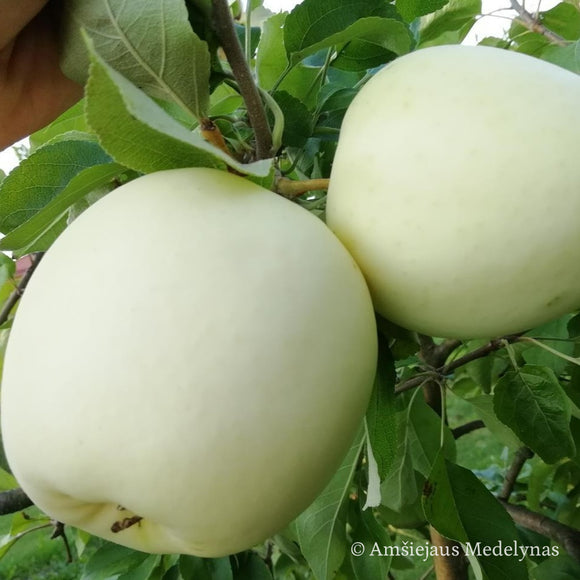 Baltasis Alyvinis obelis