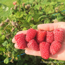 Vasarinė avietė Przehyba (pakuotė 5 vnt. + 1 vnt. dovanų)-2